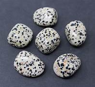 Jasper, Dalmatian