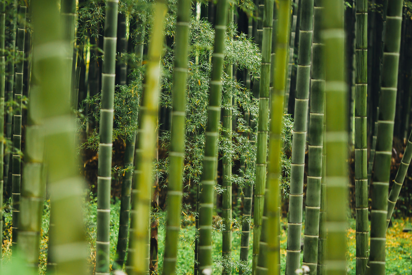 Nature